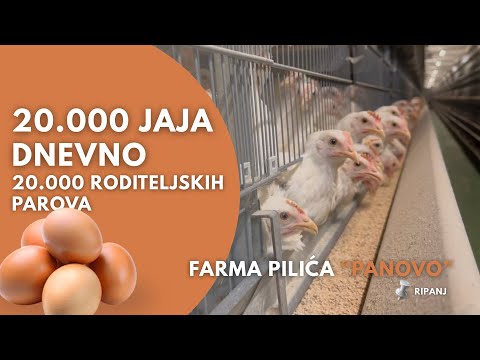 Kako se gaje pilići u Srbiji | Farma pilića Panovo | Poljoprivrednik