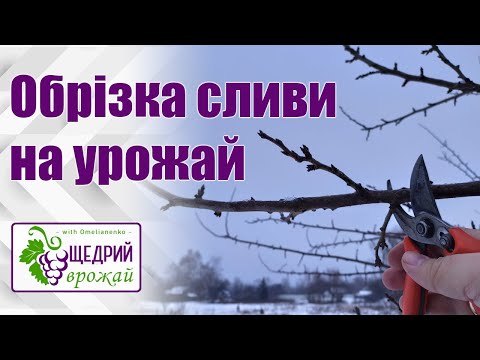 Обрізка сливи на урожай. Обрізка сливи чашею