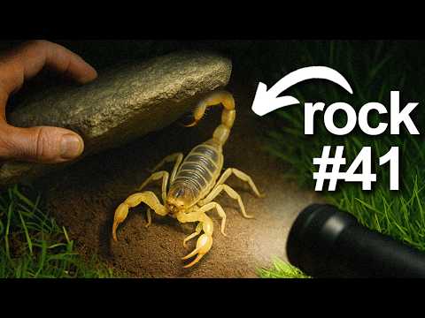 I Flipped 100 Rocks at Night, Here’s What I Found...