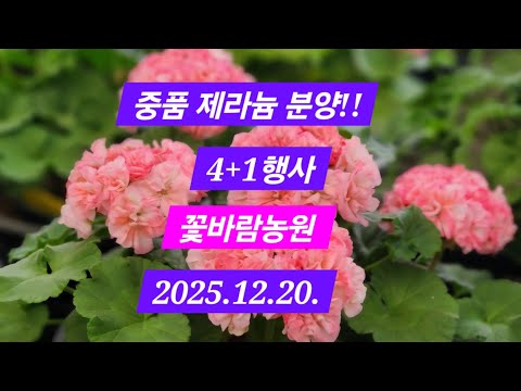 중품제라늄 분양~ 4+1행사 문의 010-7387-0806#순수연#이츠그란테#넬라환타지아#빛나빛#SKD뷰트#블루연#스노우터치블라섬#엔젤스콰이어#비비피예트#킴스달링#아미띠에핑쵸