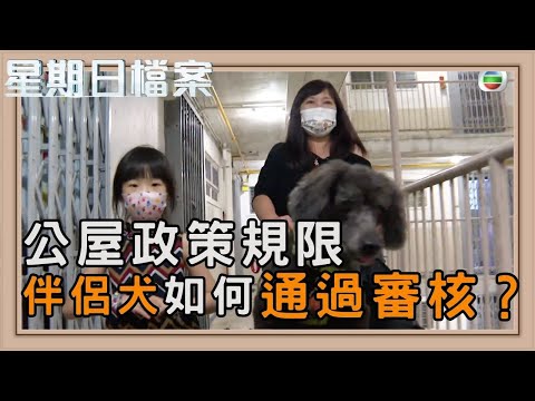 公屋規限下 村民如何保住愛寵？｜新聞 | 時事 | 資訊節目 | 星期日檔案｜Sunday Report
