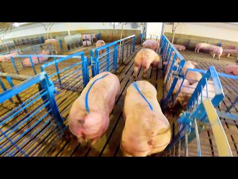 Loading Out: 5 Top Pigs Headed to the Butcher