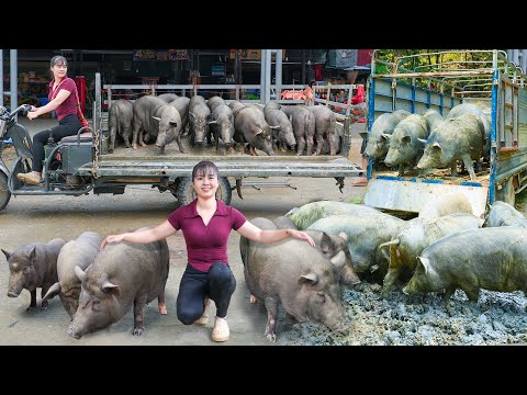 REWIND TIMALSPE -- 299 Days Raising Many Pigs - Selling Many 120KG Pigs, Buy Piglets To Raise