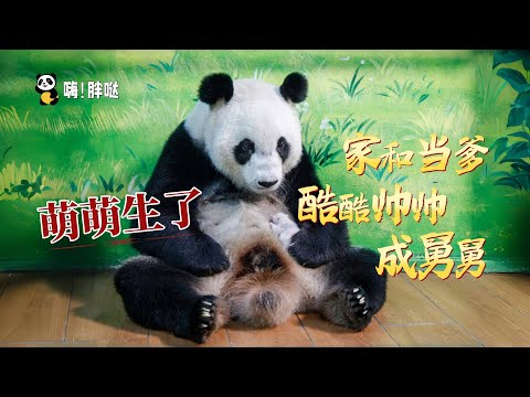 长隆熊猫二公主萌萌生了！熊猫三胞胎家有后代，酷酷帅帅当舅舅，震生成姑妈