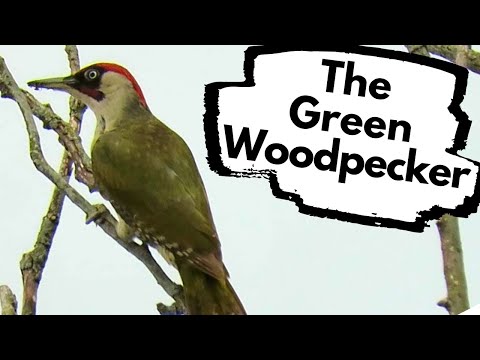 Green Woodpeckers in the UK - How and where to find them.