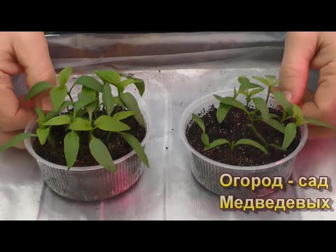 Проверенный на 100% способ посева перцев на рассаду