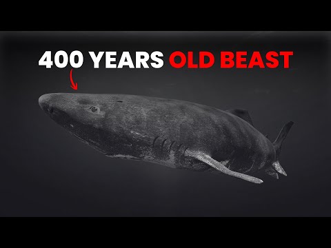 This Shark Is Literally 400 Years Old.. & Still Alive