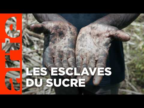 Le sucre, pour la douceur et pour le pire (1/2) | Documentaire | ARTE