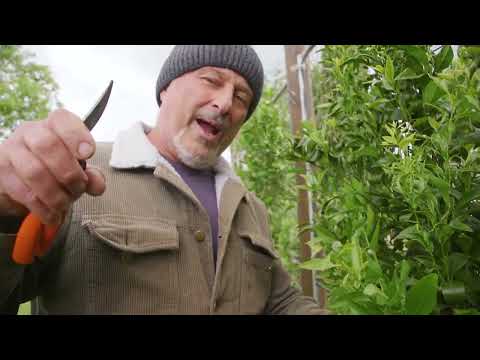 How To Promote Fruit Development On Citrus Trees