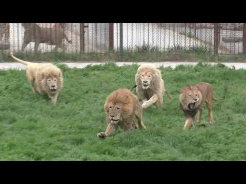 ДРАКА ЛЬВОВ В ТАЙГАНЕ#тайган