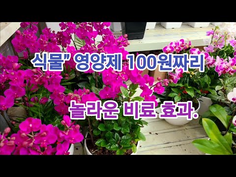 호접란" 100원짜리 식물"영양제 놀라운 비료 효과.