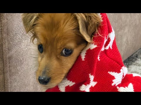 We rescued a puppy/Now she's attacking us))