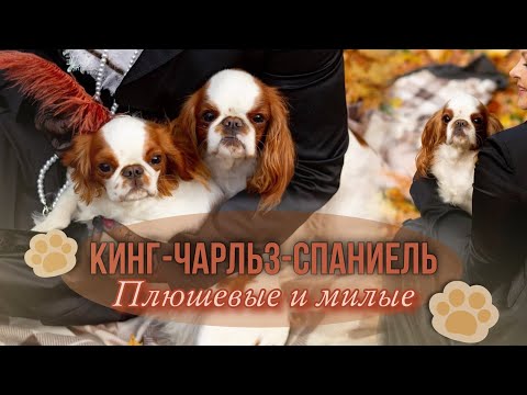 King Charles Spaniel: All About the Breed