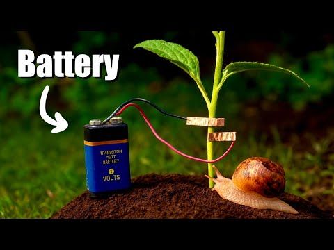 Try this to keep the snails away!