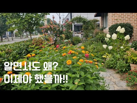 돈 안들이고 멀칭하는 방법,알면서도 왜 이제야 했을까.#능소화#란타나#목수국