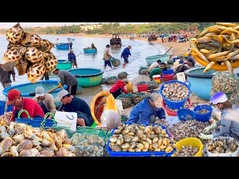 Nghề Rập Hoà Thắng Nay Trúng Đậm Ốc Tỏi | Cá Đục Cá Mòi Ốc Hương Cồ Tươi Rói