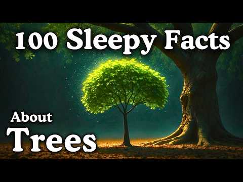 The Most Relaxing Facts About Trees to Fall Asleep To - Dreamy Science