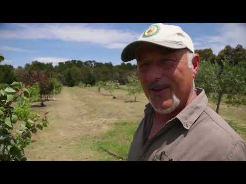 Tying Down Fruit Trees
