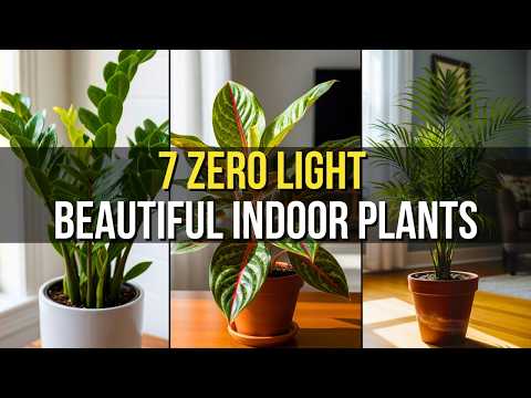 7 Stunning Houseplants That Thrive in Zero Sunlight