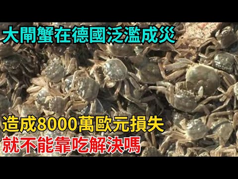 大閘蟹在德國泛濫成災，造成8000萬歐元損失！就不能靠吃解決嗎？【近代風雲志】#歷史#傳奇人物#近代奇聞#爆歷史#舊時風雲#近代歷史#近代名人#奇聞