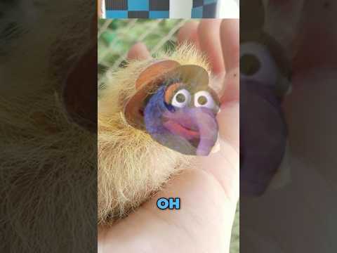 Baby pigeons look like Gonzo