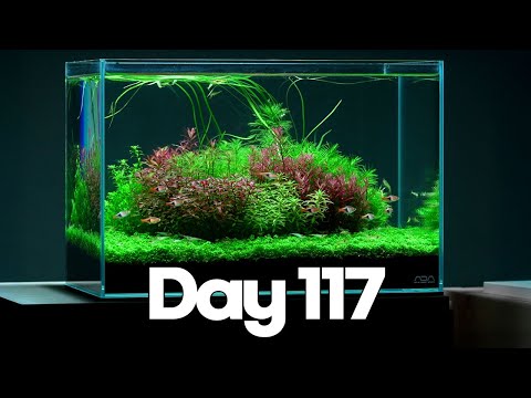 117 Days of Record - How To Make No CO2 Planted Aquarium