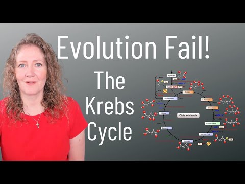 Evolution Bust on the Krebs Cycle