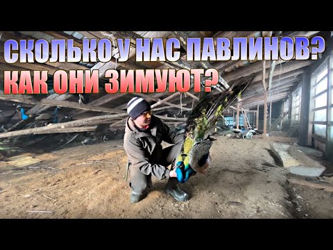 Павлины на свободном выгуле/ Разведение павлинов и разведение голубей/ Деревенские будни