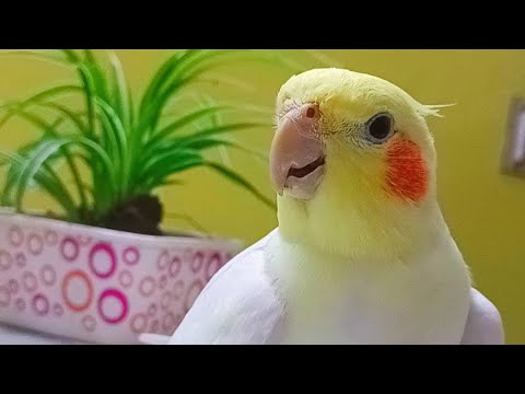Cockatiel Companion 11 HOURS OF COCKATIELS!!!