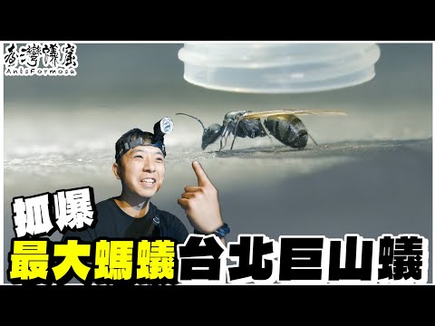 抓到此生「最多蟻后」居然是台北巨山蟻｜多到抓不完｜【臺灣蟻窟】