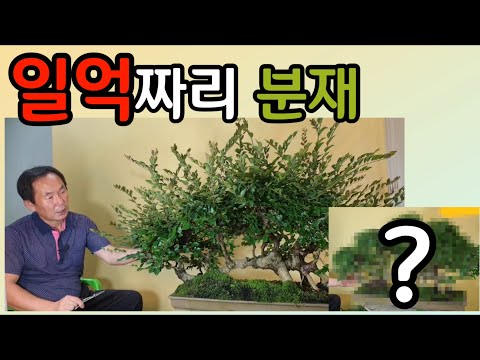 Bonsai Management Lesson 126: A bonsai worth 100 million won?
