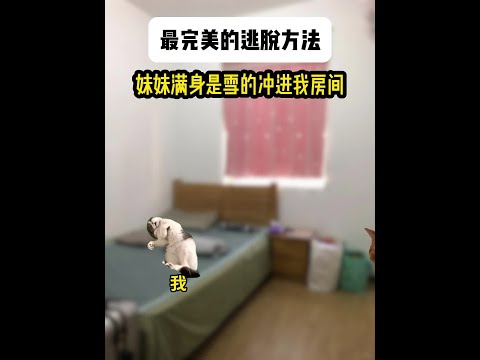 最完美的逃脱方法#猫meme #猫meme小剧场