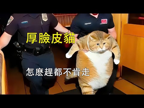 流浪貓賴在餐廳不肯走，打又不敢打，罵了又沒有用，太不要臉了吧。