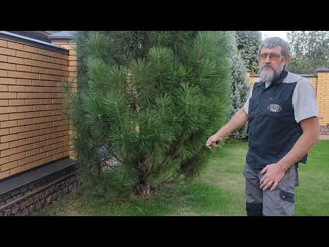 Осенняя подкормка хвойных растений