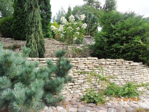 ХВОЙНЫЕ в моем саду-7-я часть -обзор --октябрь 2020г