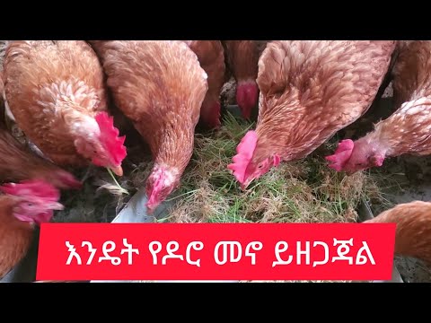 የዶሮ መኖ እንዴት እናዘጋጅ?#farming #ethiopia #poultryfarming