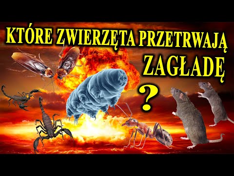 Koniec Ludzkości i co Dalej? Jak Będzie Wyglądało Życie po Zagładzie? Co Przetrwa?