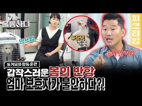 [#피크타임] 불안한 건 봄이가 아니라 어머니뿐이에요! 통제 훈련을 배울때 보호자가 주의해야 할 점 | #개는훌륭하다 | KBS 220919 방송