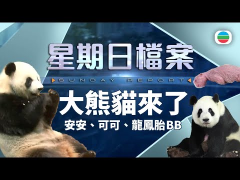 TVB 星期日檔案|大熊貓來了 海洋公園悉心照顧 各界如何把握「大熊貓經濟」的商機?|安安|可可|盈盈樂樂龍鳳胎|無綫新聞 TVB News