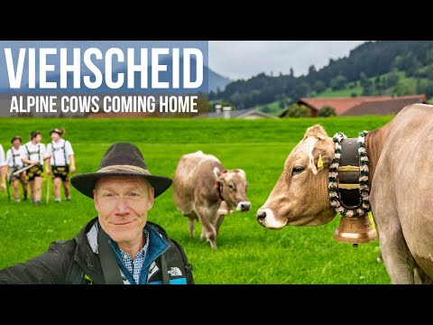 Cows Coming Home Festivals in the Alps You Need to See!