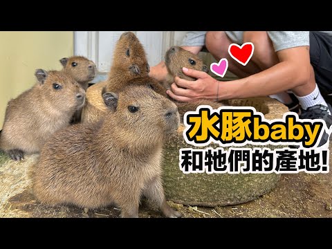萌爆小水豚任你擼!柯爾鴨是水豚的好朋友?水豚家族天倫樂珍貴畫面大公開!