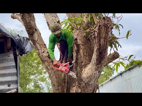 Sawing down a huge, dry mango tree, near my house, high-tech tree sawing.