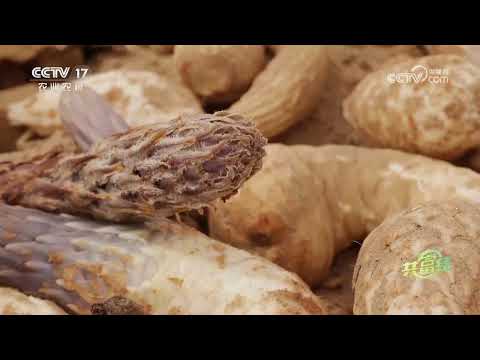 《共富经》 20240610 沙漠里的“金疙瘩”|农业致富经 Agriculture And Farming