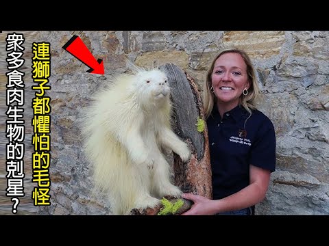 [生物放大鏡] 新發現物種?異形蛋!? | 導致多生物滅絕的神祕球形生物 | 著名食人生物的真相