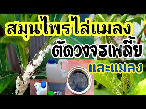 สูตร สมุนไพรขับไล่แมลง ตัดวงจรเพลี้ย มด แมลงหวี่ขาว อย่างง่าย ใช้ได้ผลดี