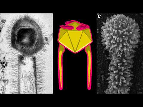 The Disturbing World of Giant Viruses