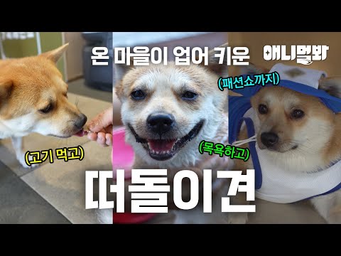 집은 없지만 가족은 많아요. 버려진 룽지의 가족이 되어준 동네 사장님들🥹ㅣA Dog Without A Home Has A lot Of Family Members