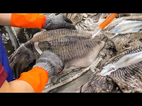 Amazing food！Best Taiwanese Mass Production Factory Collection. 精彩的！最佳台灣量產工廠系列。