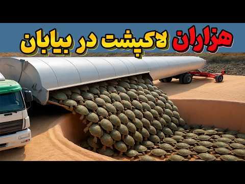 اون‌ها هزاران لاکپشت رو وسط بیابون رها کردن، نتیجه همه رو شوکه کرد!
