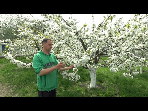 НЕ ПРОПУСТИТЕ САМУЮ ВАЖНУЮ ПОДКОРМКУ ЧЕРЕШНИ!